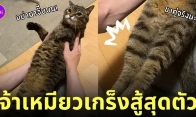 แมวลายสลิด เกร็งตัวตรง