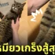 แมวลายสลิด เกร็งตัวตรง