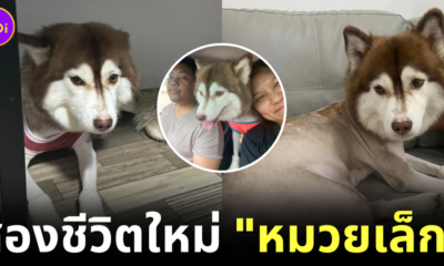 เจ้าของใหม่อัปเดตอาการน้องไซ "หมวยเล็ก" หลังได้บ้านใหม่ บอกเลยว่าแฮปปี้สุด ๆ