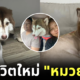 เจ้าของใหม่อัปเดตอาการน้องไซ "หมวยเล็ก" หลังได้บ้านใหม่ บอกเลยว่าแฮปปี้สุด ๆ