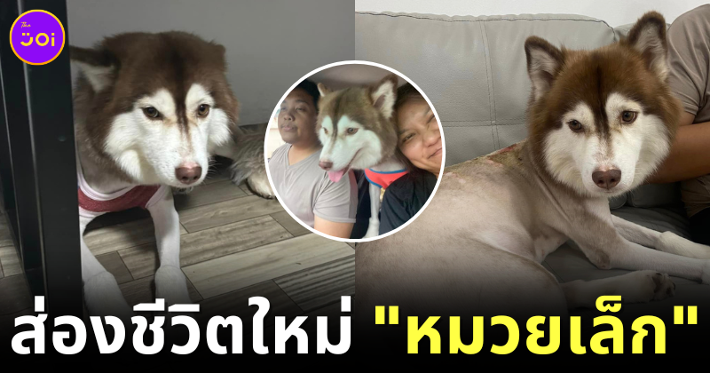 เจ้าของใหม่อัปเดตอาการน้องไซ "หมวยเล็ก" หลังได้บ้านใหม่ บอกเลยว่าแฮปปี้สุด ๆ