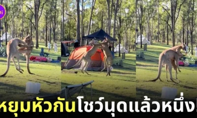 คลิปจิงโจ้ออสเตรเลียต่อสู้กัน tiktok