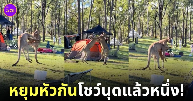คลิปจิงโจ้ออสเตรเลียต่อสู้กัน tiktok