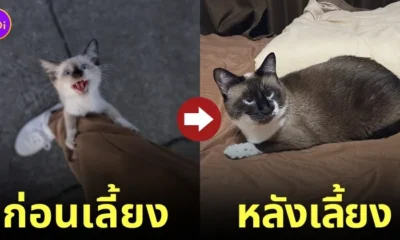 ลูกแมวจร ร้องไห้งอแง เกาะขาทาส