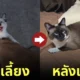 ลูกแมวจร ร้องไห้งอแง เกาะขาทาส