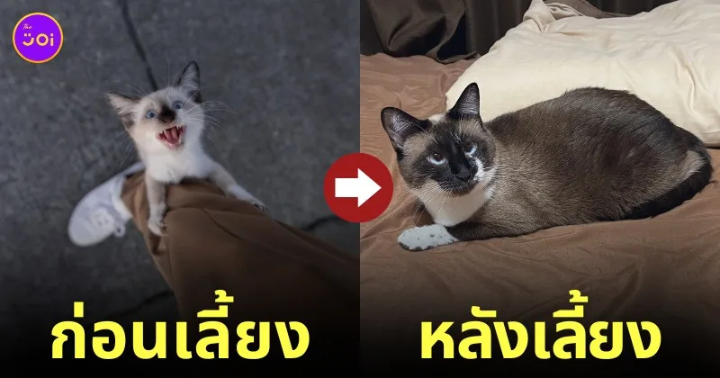 ลูกแมวจร ร้องไห้งอแง เกาะขาทาส