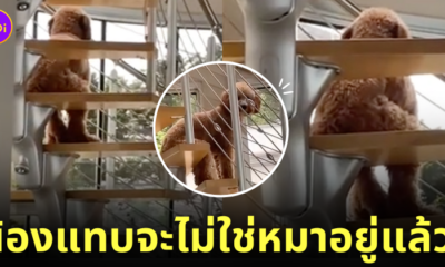 หมานั่งท่าคนบนบันได TikTok