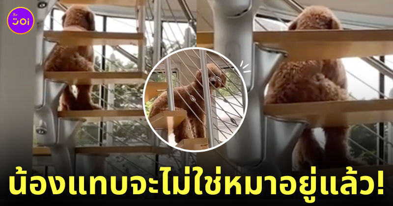 หมานั่งท่าคนบนบันได TikTok