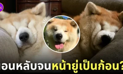 หมาอาคิตะ นอนหลับ ใบหน้ายู่เป็นก้อน