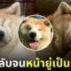 หมาอาคิตะ นอนหลับ ใบหน้ายู่เป็นก้อน