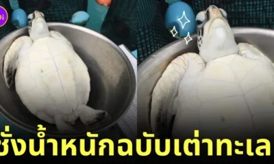 ภาพการชั่งน้ำหนักของเต่าทะเล