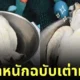 ภาพการชั่งน้ำหนักของเต่าทะเล