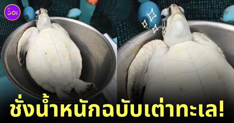 ภาพการชั่งน้ำหนักของเต่าทะเล
