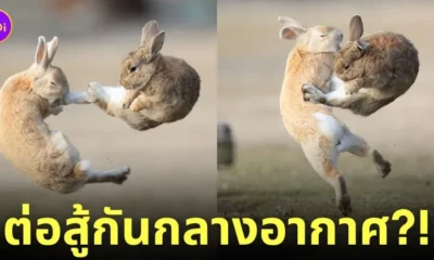 ภาพมีมกระต่ายต่อสู้กันกลางอากาศ