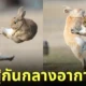 ภาพมีมกระต่ายต่อสู้กันกลางอากาศ
