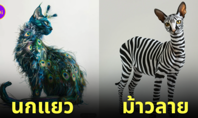 ภาพแมวผสมสัตว์โลก aiart
