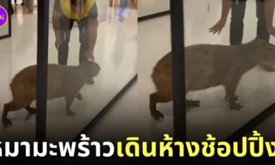 คลิปคาปิบาร่า หมามะพร้าว ช้อปปิ้งในห้าง