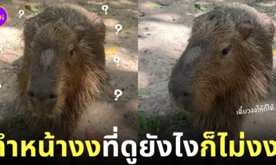 กะปิปลาร้า หมามะพร้าว คาปิบาร่า ทำหน้างง สวนสัตว์เปิดเขาเขียว