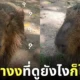 กะปิปลาร้า หมามะพร้าว คาปิบาร่า ทำหน้างง สวนสัตว์เปิดเขาเขียว