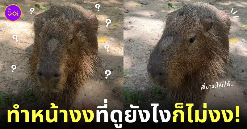 กะปิปลาร้า หมามะพร้าว คาปิบาร่า ทำหน้างง สวนสัตว์เปิดเขาเขียว
