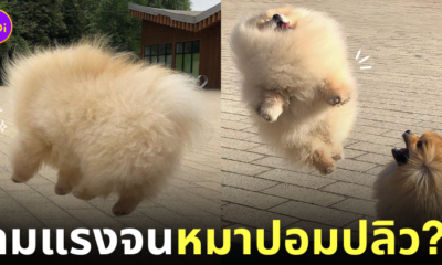 หมาปอมขนฟู ปลิว ลมพัดแรง