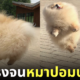 หมาปอมขนฟู ปลิว ลมพัดแรง