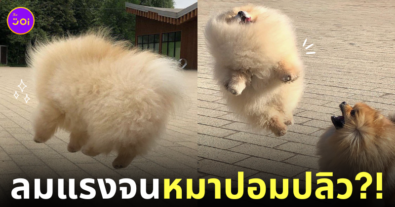 หมาปอมขนฟู ปลิว ลมพัดแรง