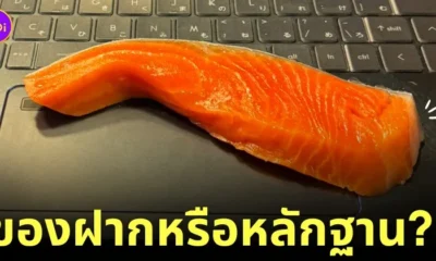 แมวคาบแซลม่อนวางบนแล็ปท็อปทาส