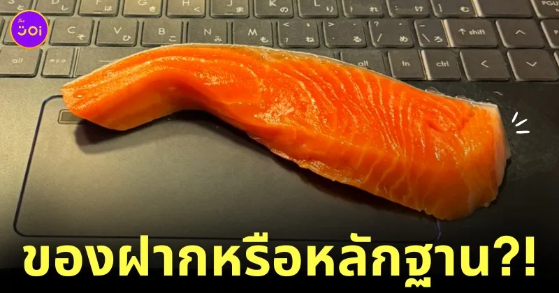 แมวคาบแซลม่อนวางบนแล็ปท็อปทาส