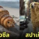 ภาพสัตว์โลกน่ารักผสมเข้ากับพืชผักและอาหาร aiart
