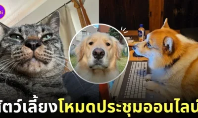 ภาพสัตว์เลี้ยงโหมดประชุมออนไลน์ ไวรัล twitter ญี่ปุ่น