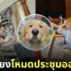ภาพสัตว์เลี้ยงโหมดประชุมออนไลน์ ไวรัล twitter ญี่ปุ่น