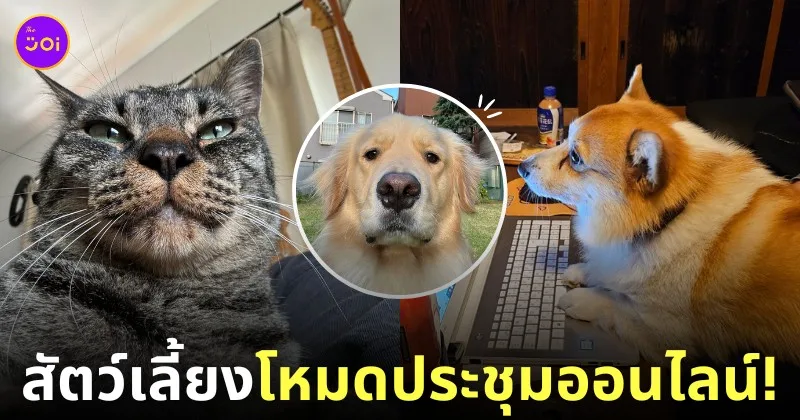 ภาพสัตว์เลี้ยงโหมดประชุมออนไลน์ ไวรัล twitter ญี่ปุ่น