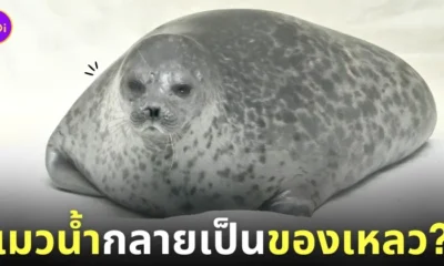 ภาพแมวน้ำวงแหวน นอนอาบแดดนานเกินไป