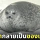 ภาพแมวน้ำวงแหวน นอนอาบแดดนานเกินไป