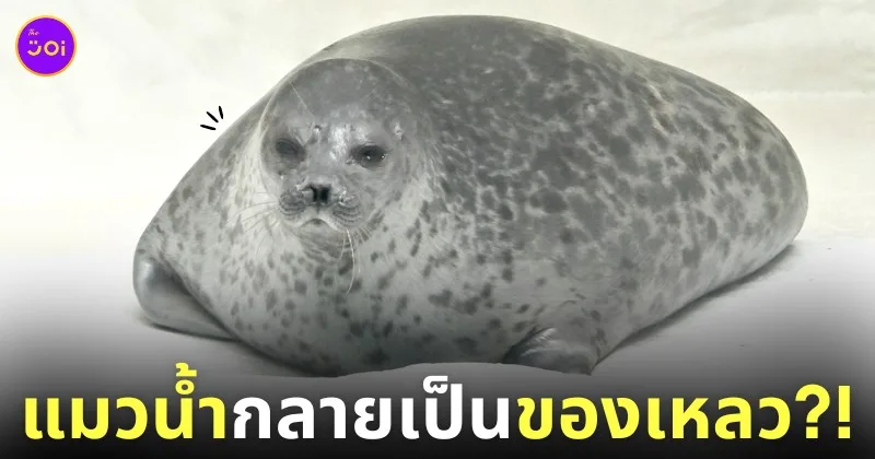 ภาพแมวน้ำวงแหวน นอนอาบแดดนานเกินไป