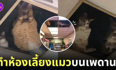 ร้านขายของทำฝ้ากระจกบนเพดานเลี้ยงแมว