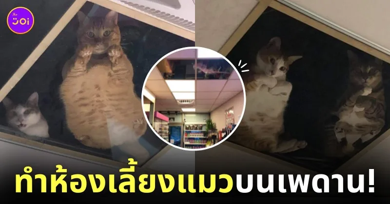 ร้านขายของทำฝ้ากระจกบนเพดานเลี้ยงแมว