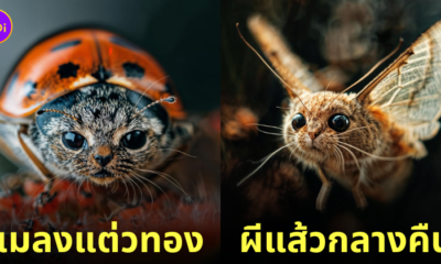 ภาพแมวผสมแมลงตัวจิ๋ว aiart