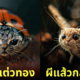 ภาพแมวผสมแมลงตัวจิ๋ว aiart