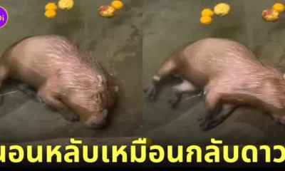 คาปิบาร่า หมามะพร้าว นอนเอาหน้าจุ่มน้ำ อยู่ใต้น้ำได้หลายนาที