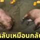 คาปิบาร่า หมามะพร้าว นอนเอาหน้าจุ่มน้ำ อยู่ใต้น้ำได้หลายนาที