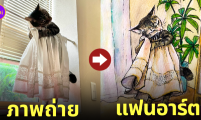 fanart แฟนอาร์ต แมวเล่นผ้าม่าน ใส่ชุดกระโปรง