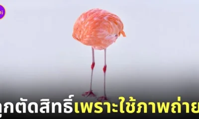 ตัดสิทธิ์ประกวดภาพ AI นกฟลามิงโกไร้หัว 1839 Color Photography Awards