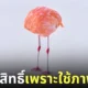 ตัดสิทธิ์ประกวดภาพ AI นกฟลามิงโกไร้หัว 1839 Color Photography Awards