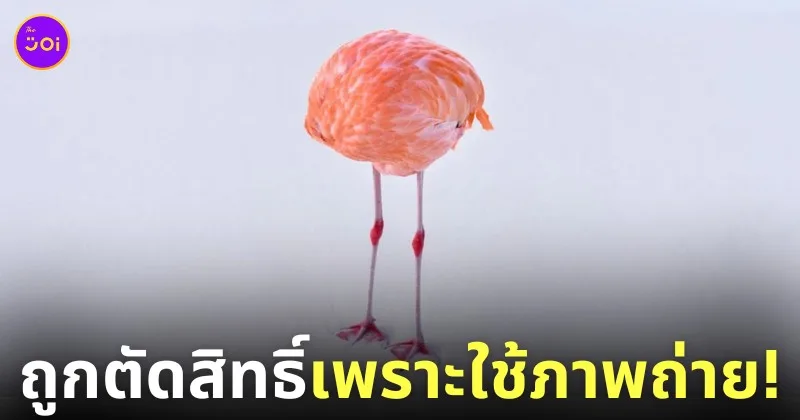 ตัดสิทธิ์ประกวดภาพ AI นกฟลามิงโกไร้หัว 1839 Color Photography Awards