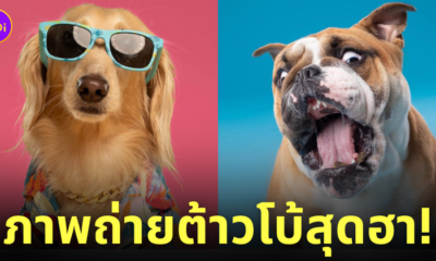 ภาพถ่าย Portrait ระยะใกล้สุดฮา ต้าวโบ้ น้องหมานานาสายพันธุ์ Kevin Sarasom