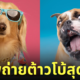 ภาพถ่าย Portrait ระยะใกล้สุดฮา ต้าวโบ้ น้องหมานานาสายพันธุ์ Kevin Sarasom