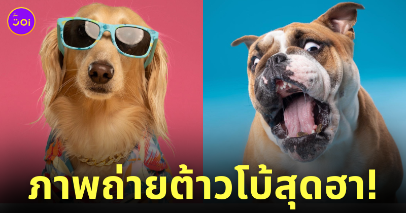 ภาพถ่าย Portrait ระยะใกล้สุดฮา ต้าวโบ้ น้องหมานานาสายพันธุ์ Kevin Sarasom