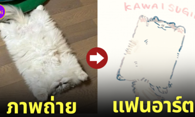 แมว นอนแผ่ สี่เหลี่ยมผืนผ้า แฟนอาร์ต